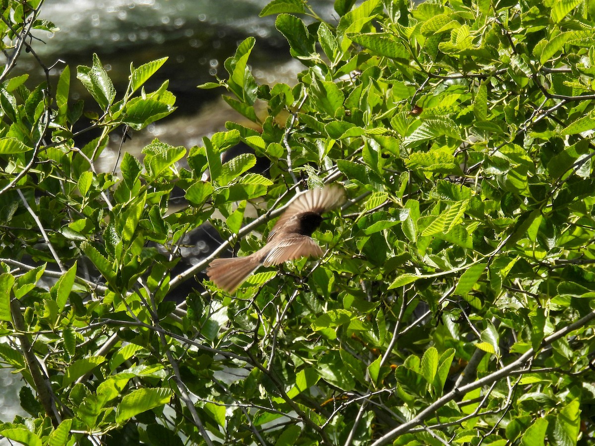 Black Phoebe - ML635115091