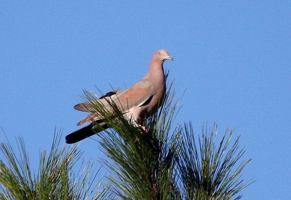 Plain Pigeon - ML635115122