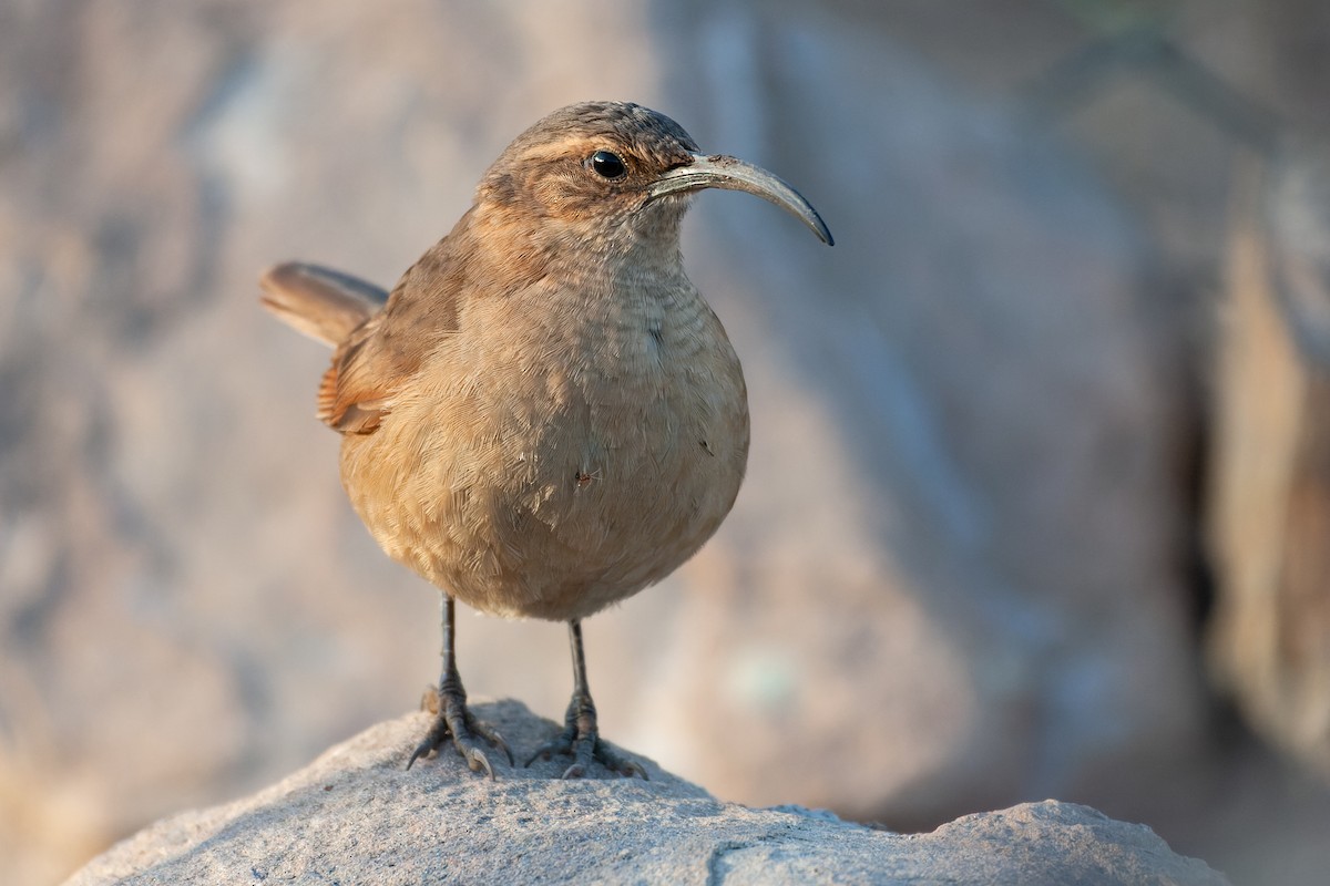 Buff-breasted Earthcreeper - ML635115249