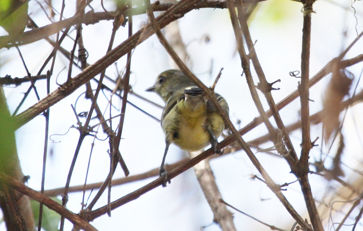 Flat-billed Vireo - ML635115409