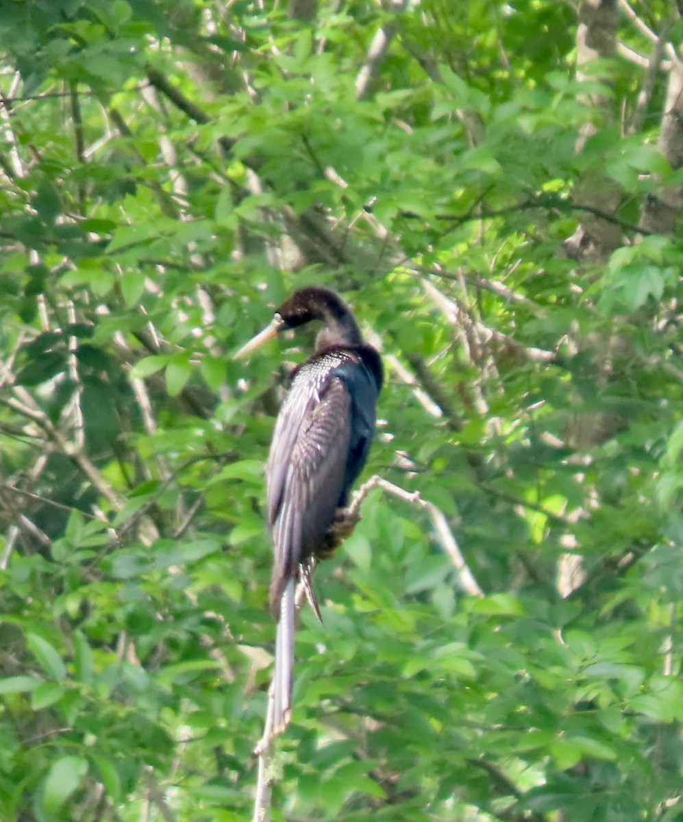 Anhinga - ML635115479
