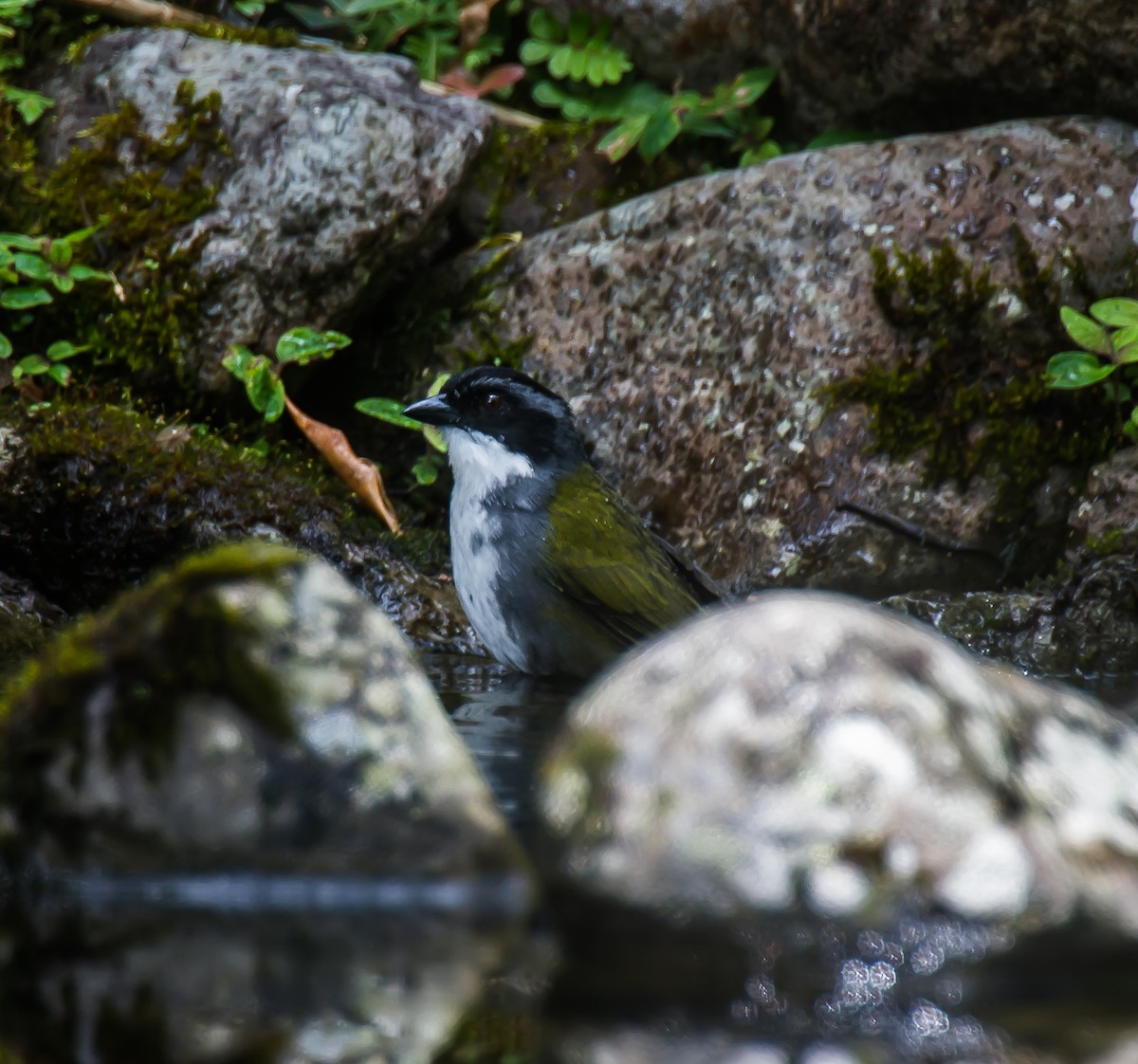 Costa Rican Brushfinch - ML635115596
