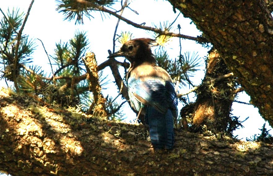 Steller's Jay - ML635115684