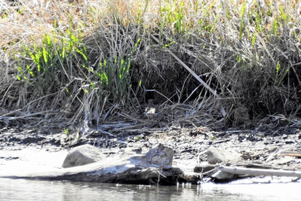 Spotted Sandpiper - ML635115747