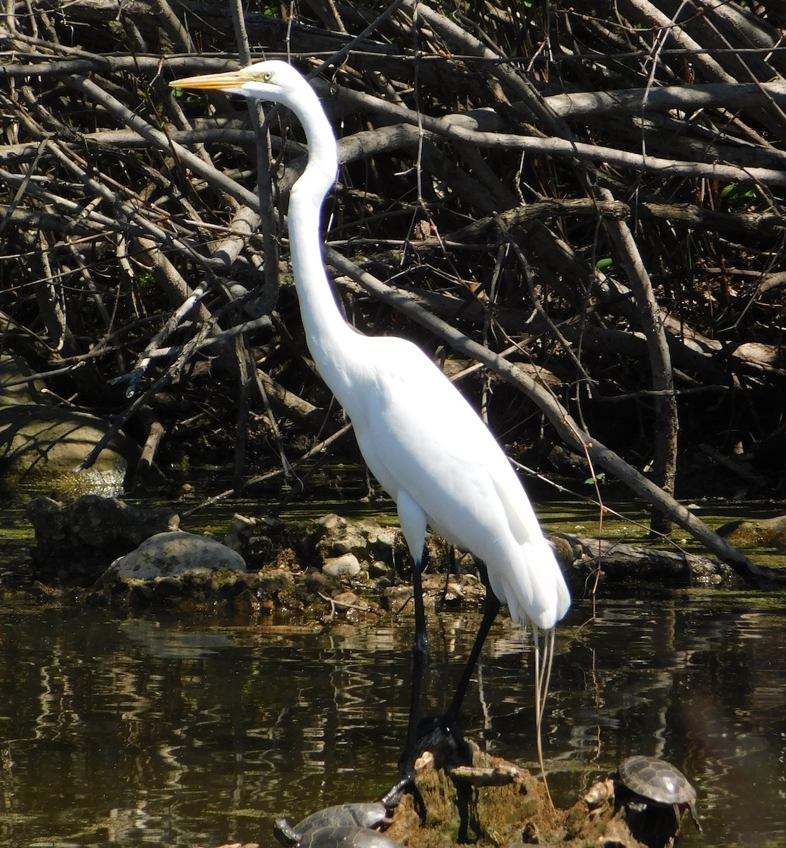 Great Egret - ML635115824