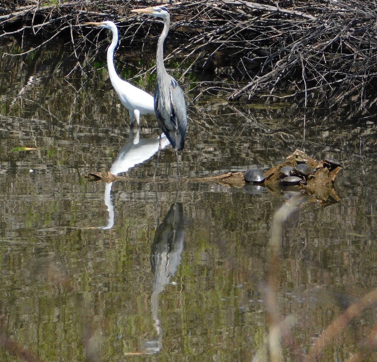 Great Blue Heron - ML635115831