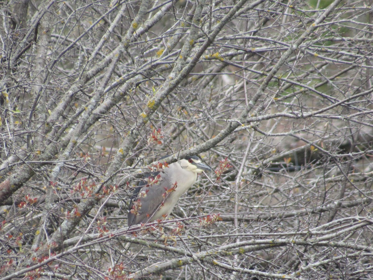 Black-crowned Night Heron - ML635116036
