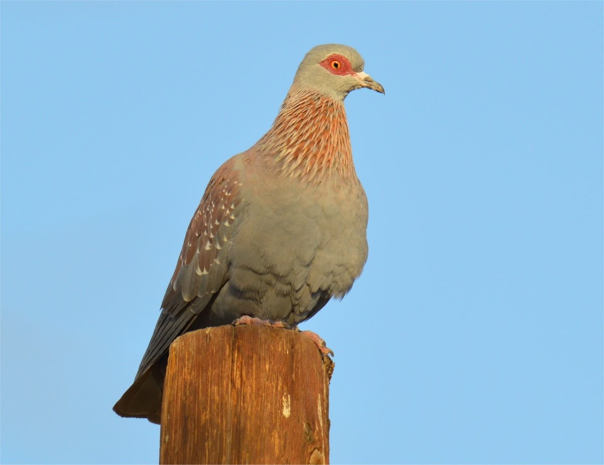 Speckled Pigeon - ML635116180