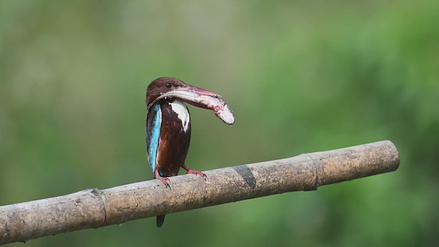 White-throated Kingfisher - ML635116203