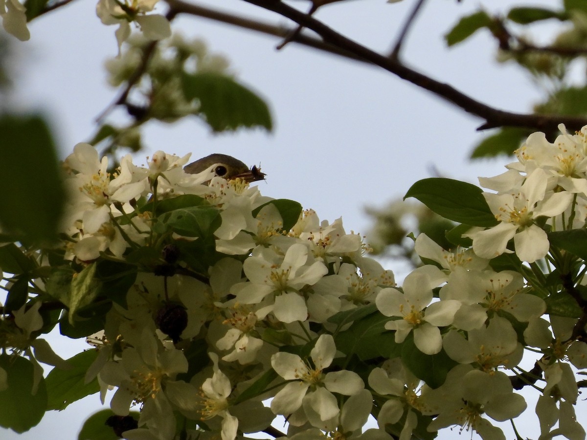 Nashville Warbler - ML635116238