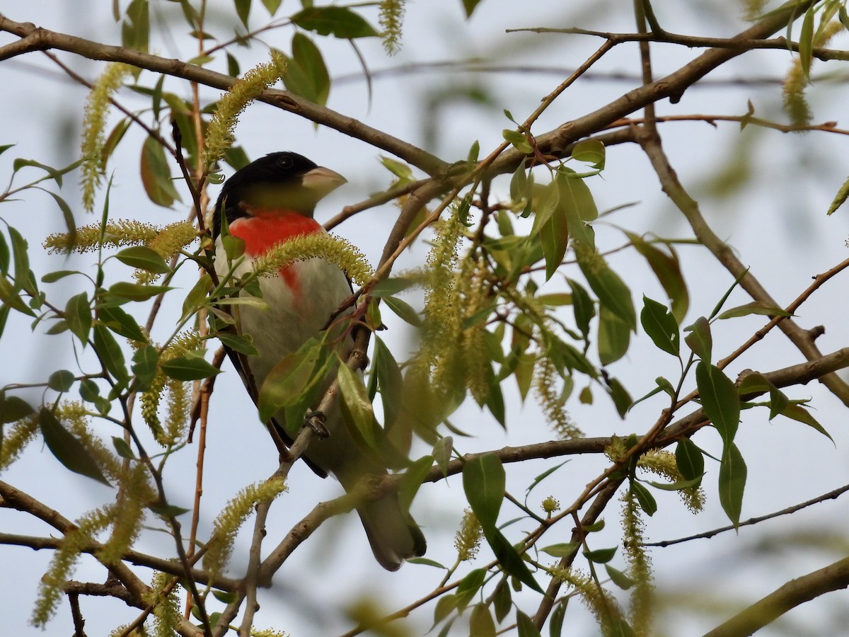 Rose-breasted Grosbeak - ML635116255