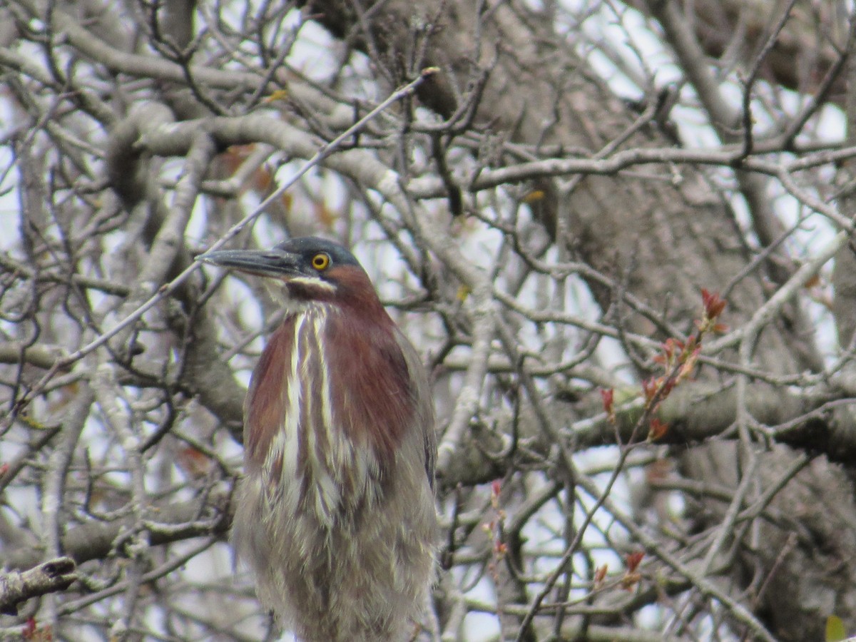 Green Heron - ML635116259