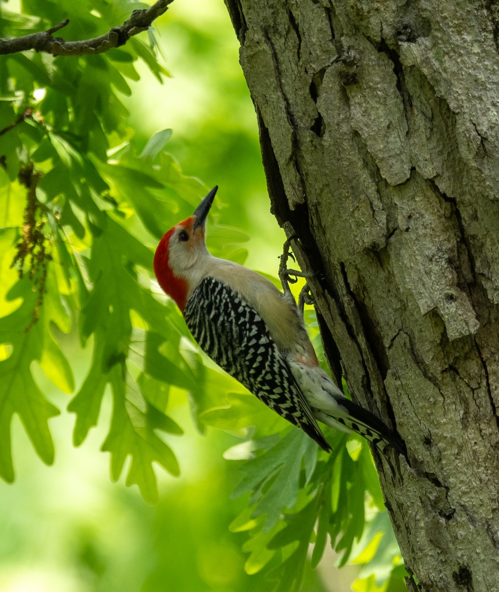 Red-bellied Woodpecker - ML635116414