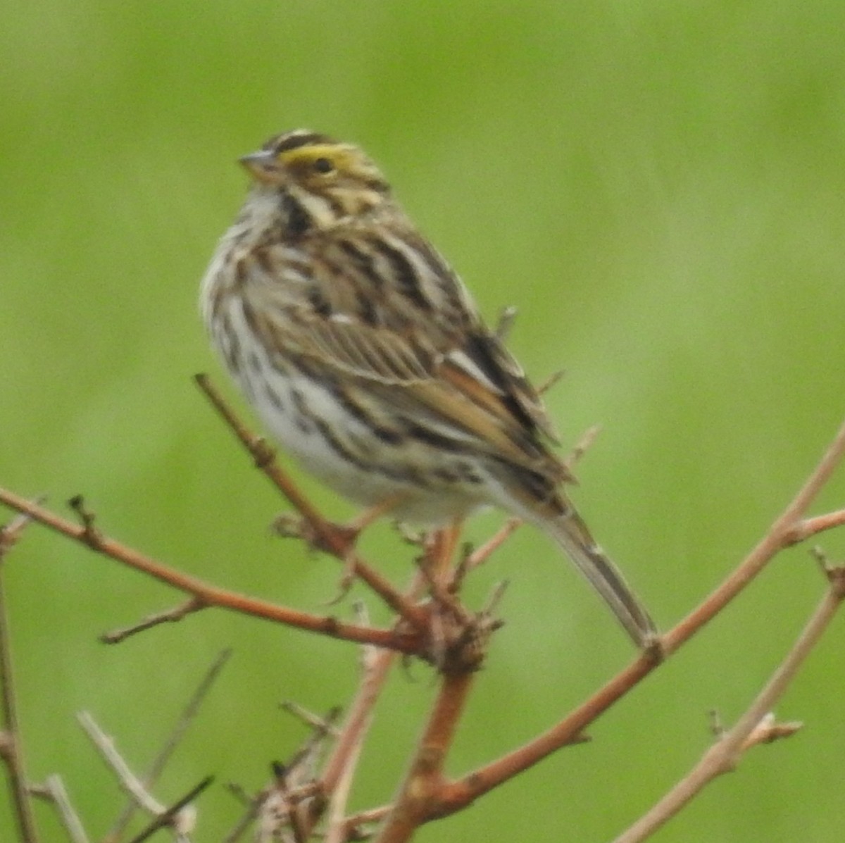 Savannah Sparrow - ML635116452