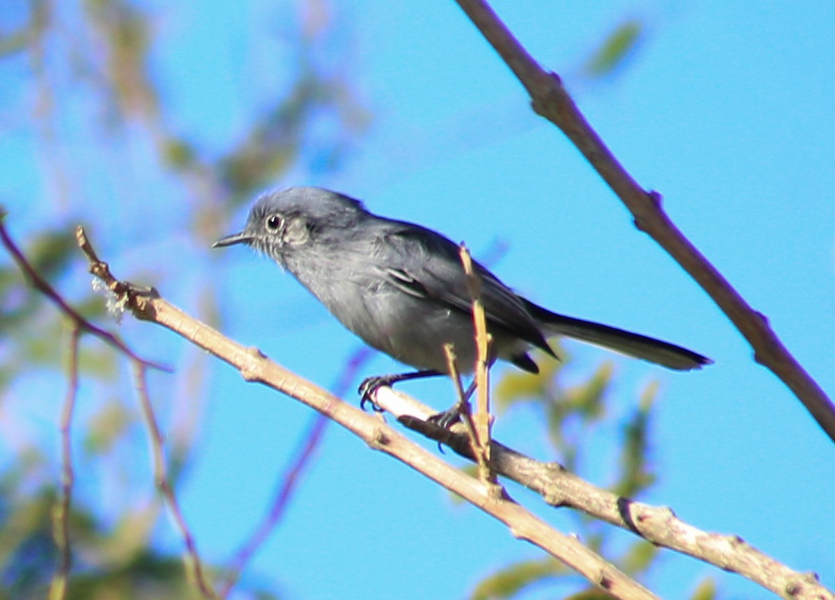 Masked Gnatcatcher - ML635116528