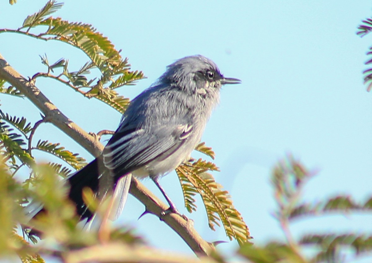 Masked Gnatcatcher - ML635116529