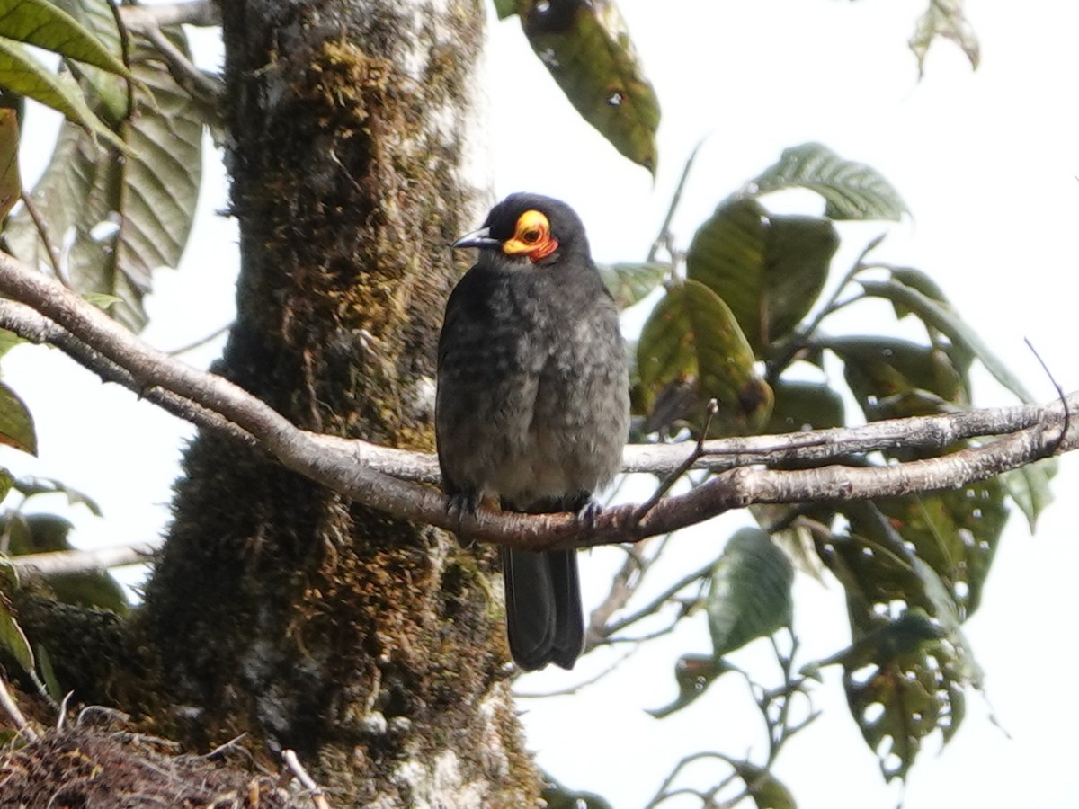 Smoky Honeyeater - ML635116602