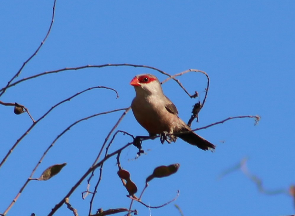 Common Waxbill - ML635116609