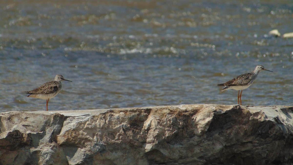 Lesser Yellowlegs - ML635116617