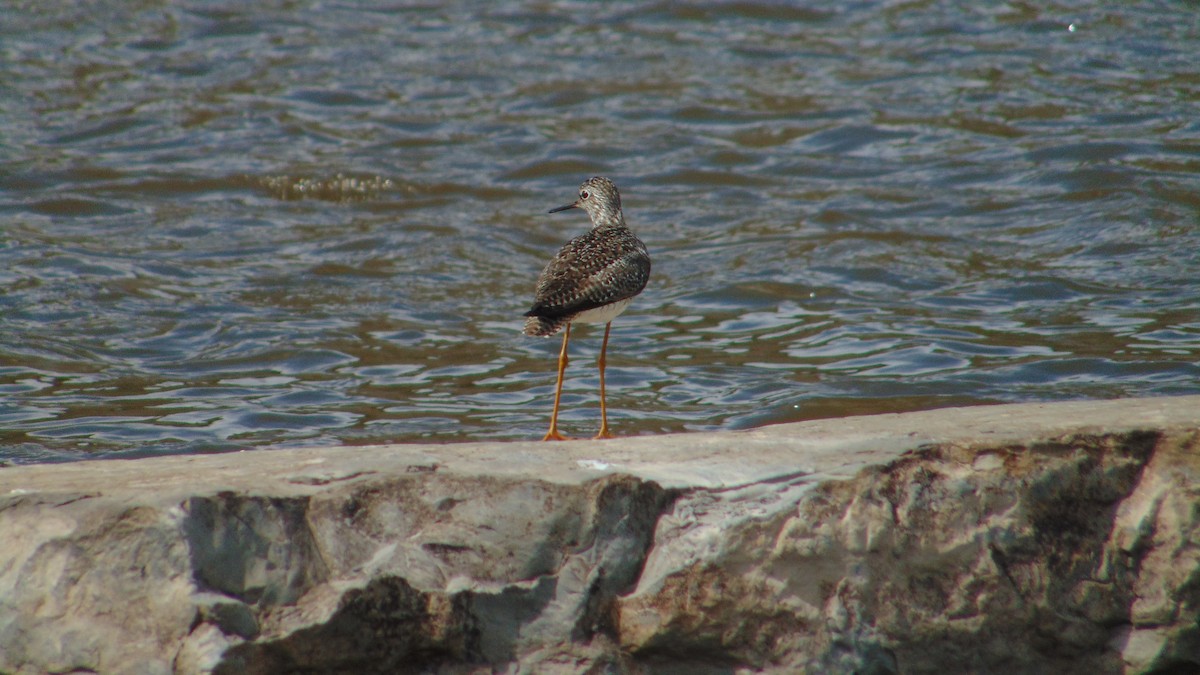 Lesser Yellowlegs - ML635116618