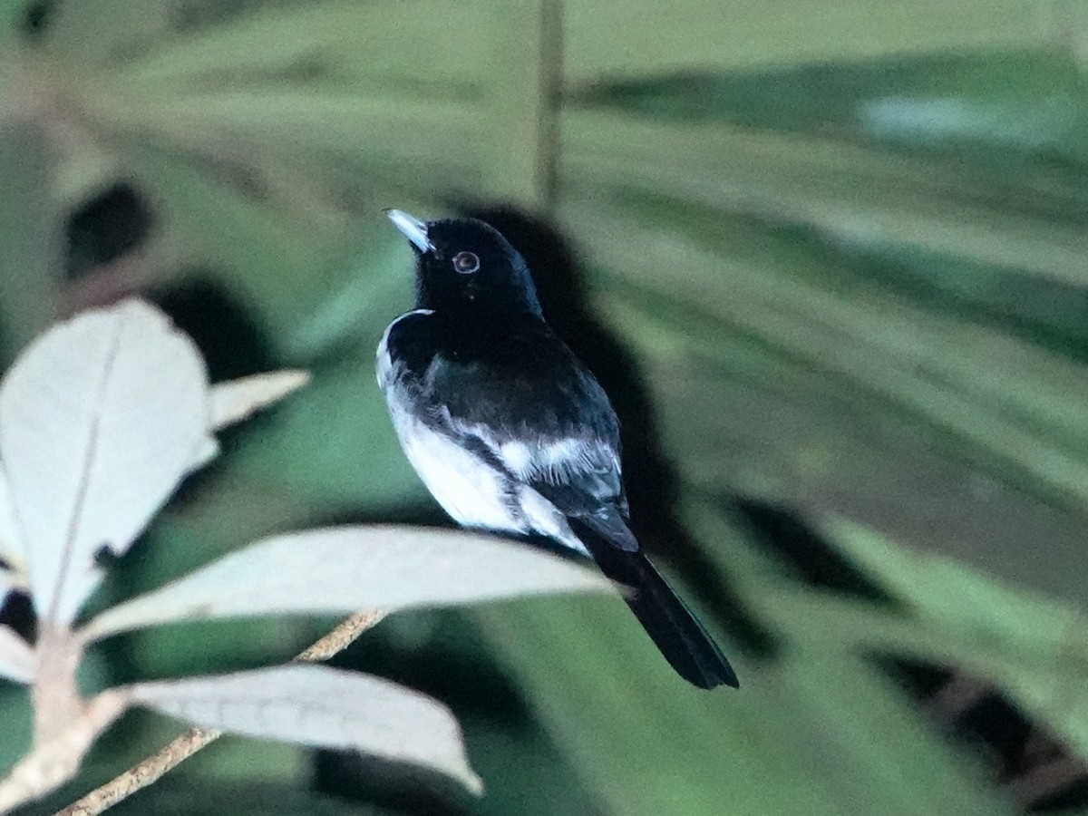 Hooded Monarch - ML635116631