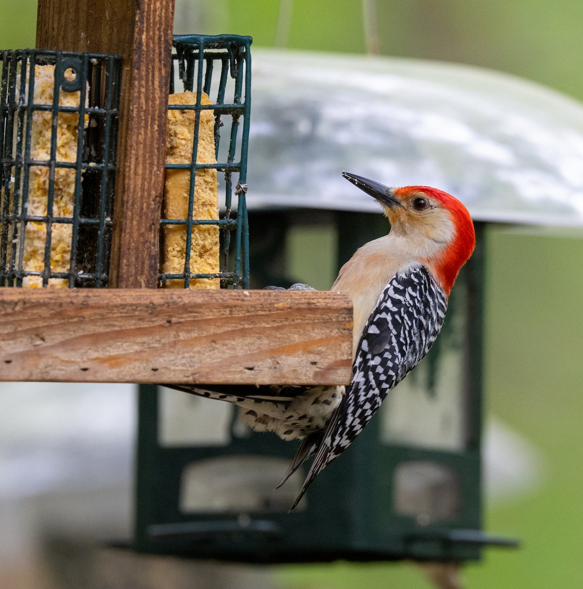 Red-bellied Woodpecker - ML635116642