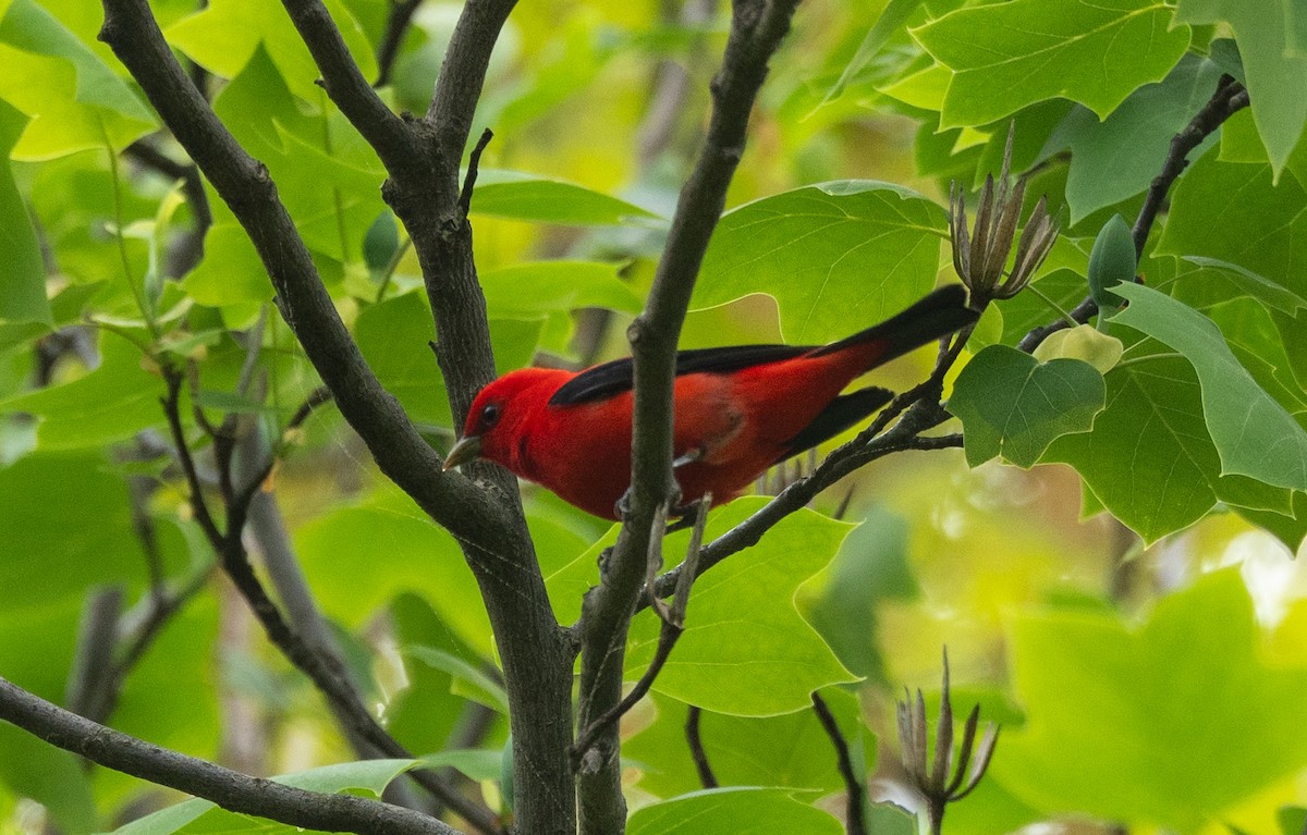 Scarlet Tanager - ML635116661