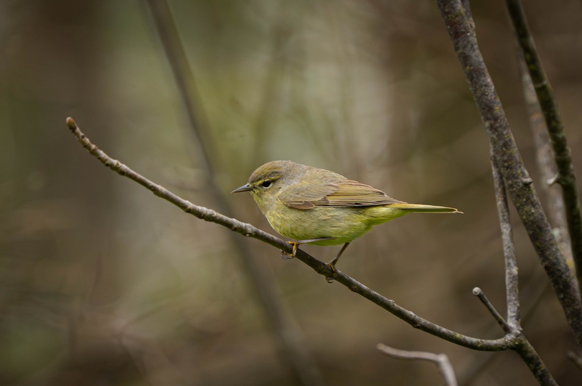 Orange-crowned Warbler - ML635116743