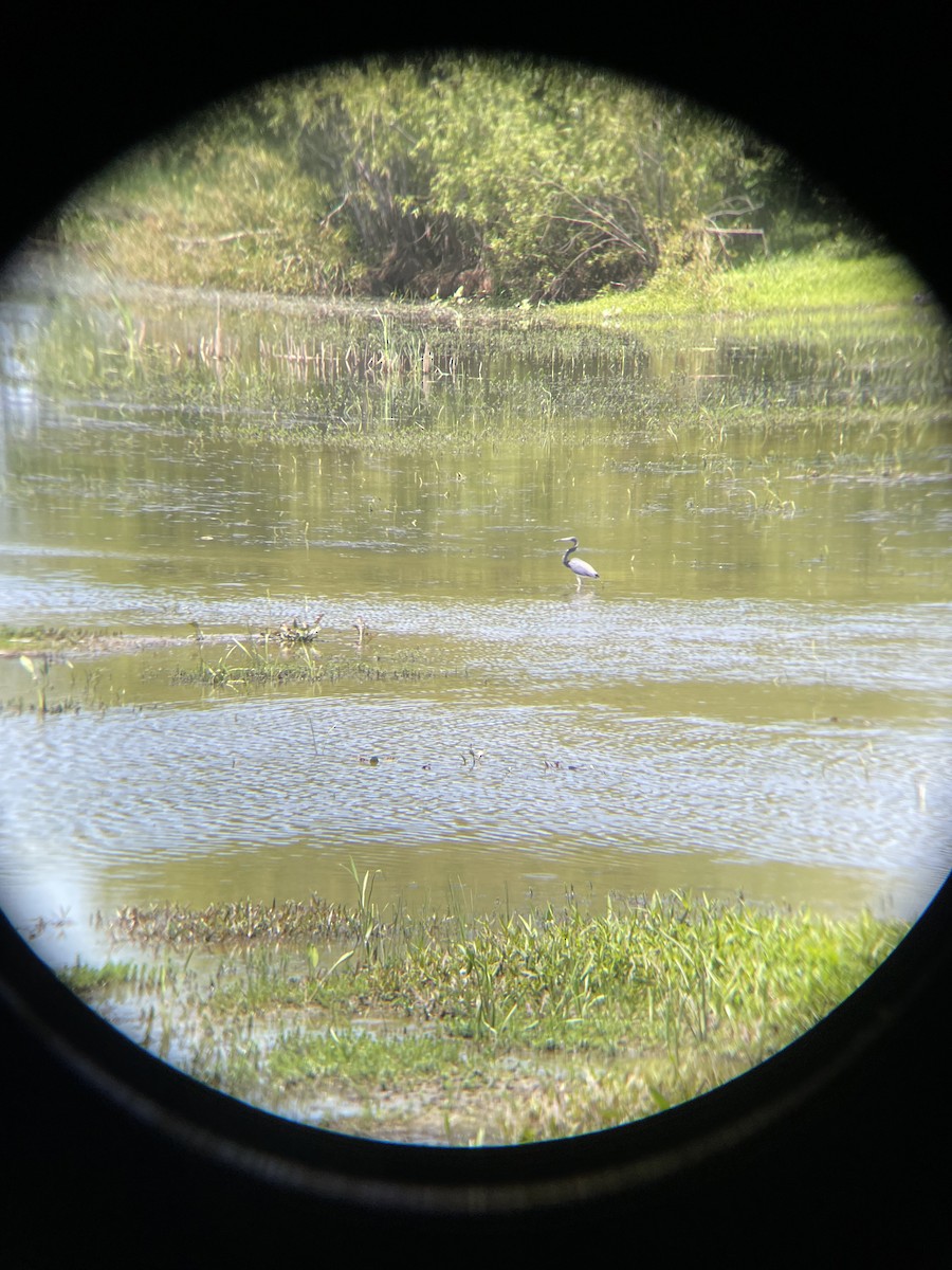 Tricolored Heron - ML635116755