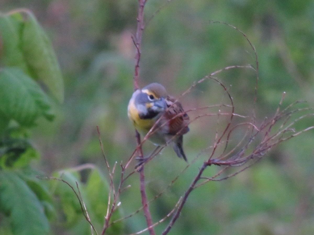 Dickcissel - ML635116847