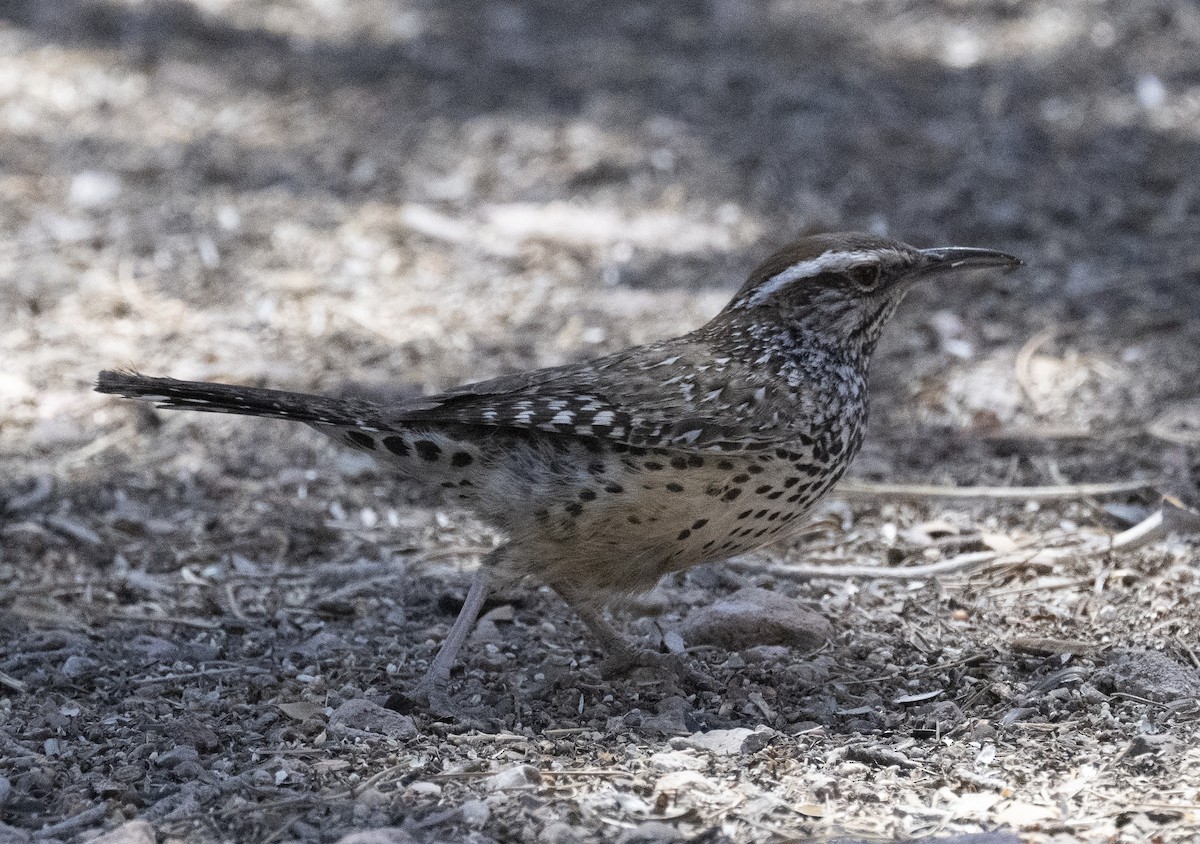 Cactus Wren - ML635116937