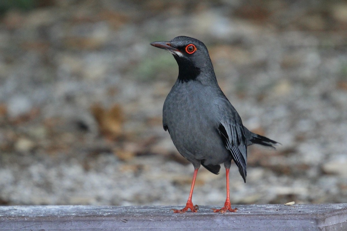 Red-legged Thrush (Bahamas) - ML635116990