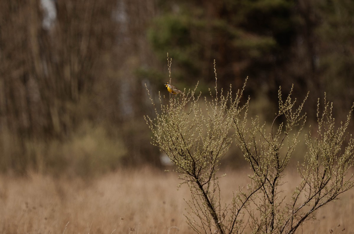 Eastern Meadowlark - ML635117011