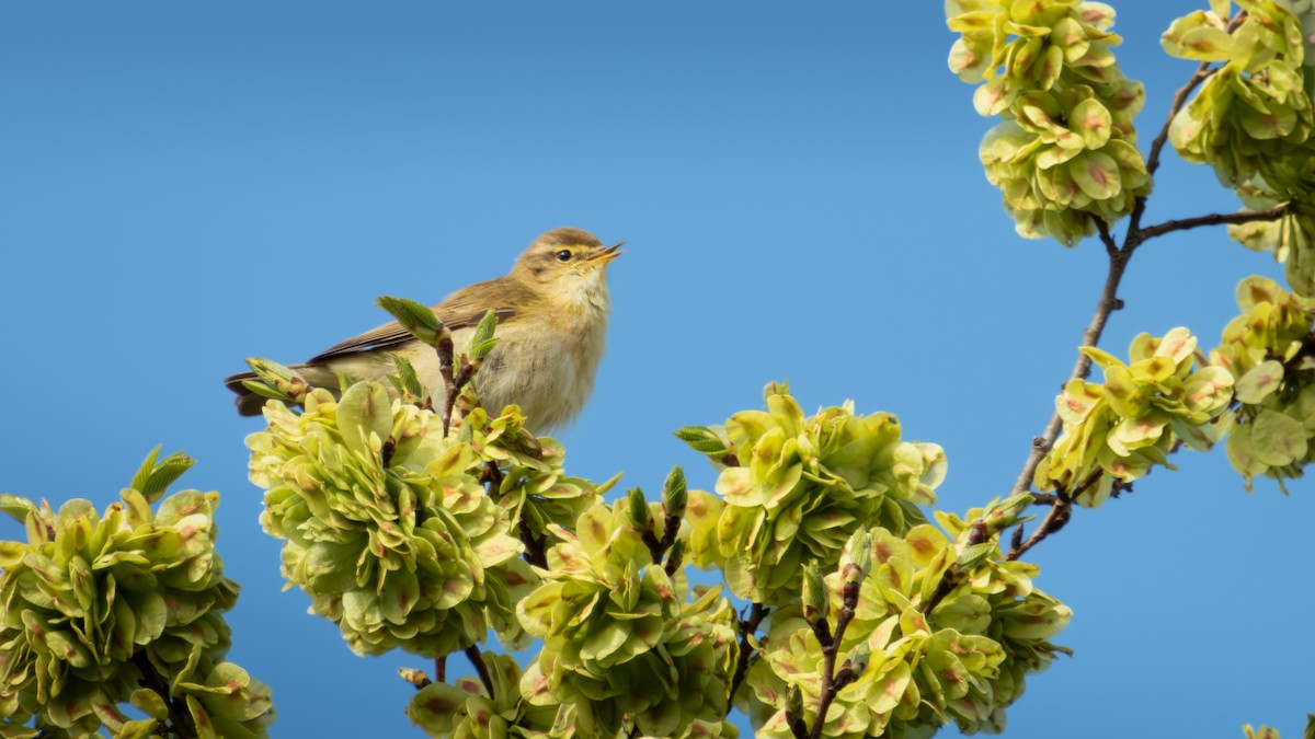 Iberian Chiffchaff - ML635117018