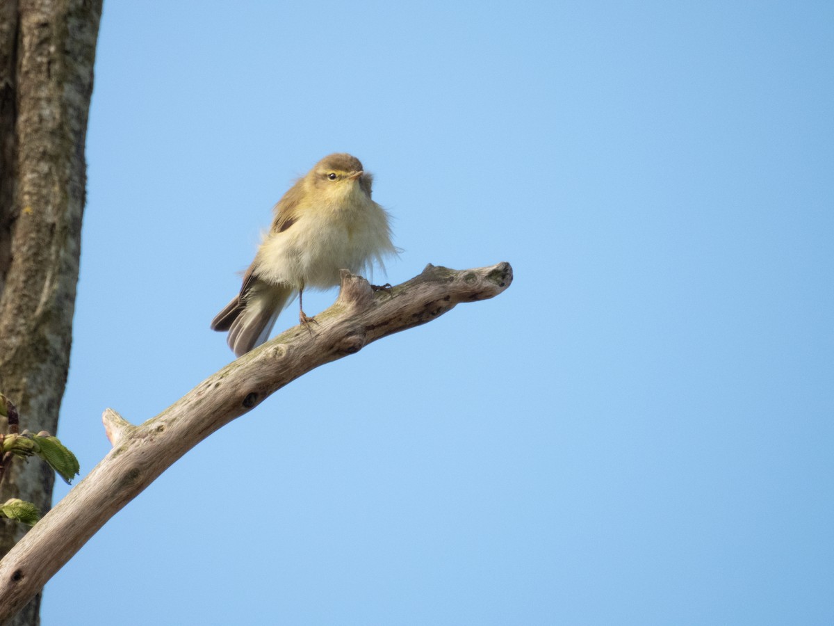 Iberian Chiffchaff - ML635117019
