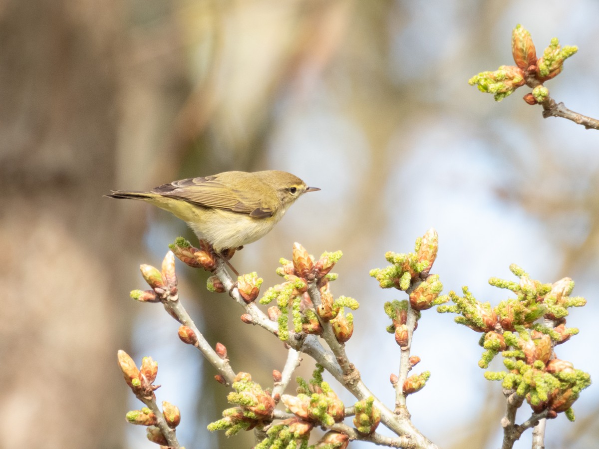 Iberian Chiffchaff - ML635117020