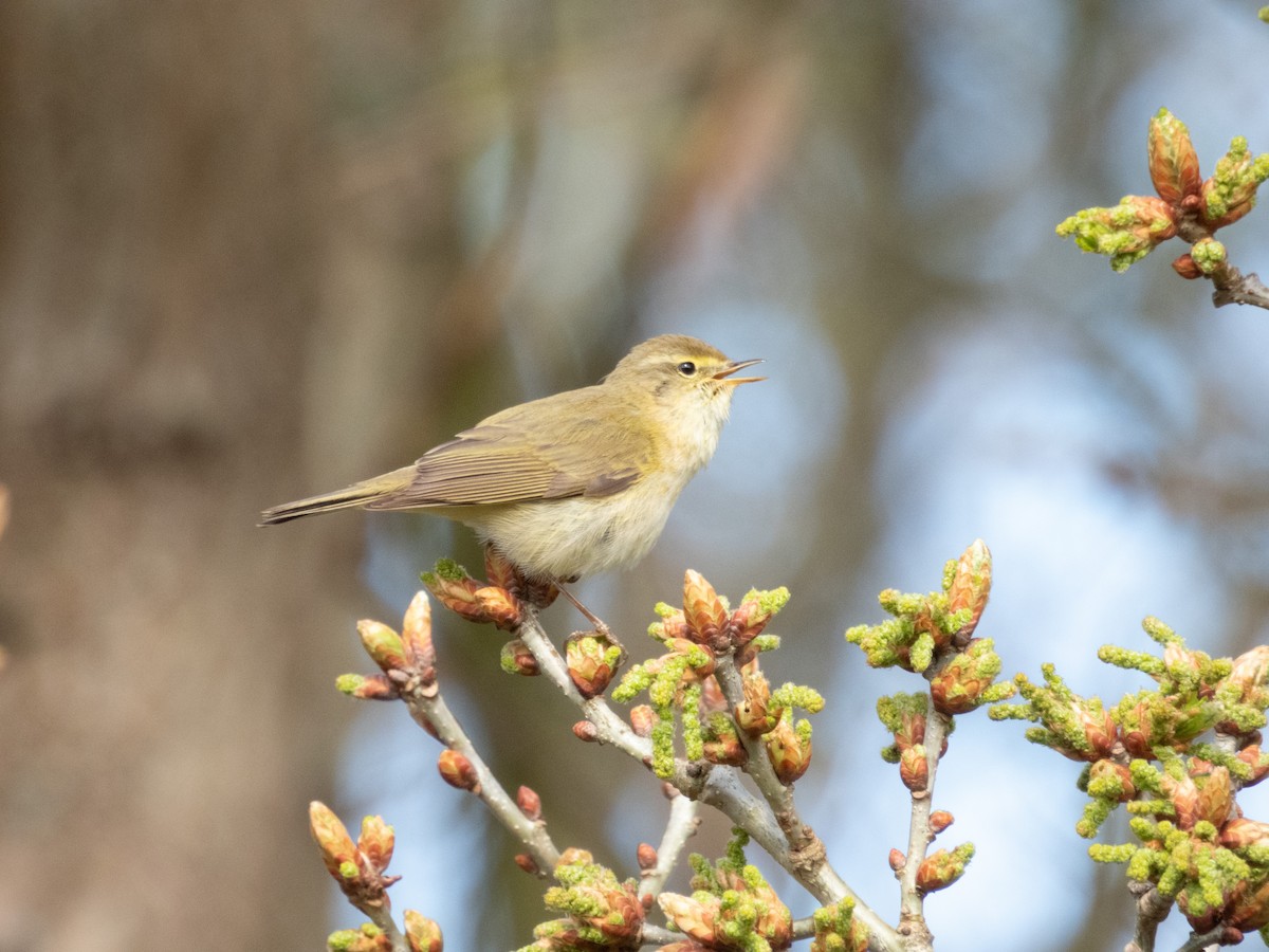 Iberian Chiffchaff - ML635117022