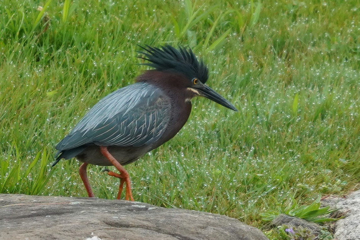 Green Heron - ML635117024