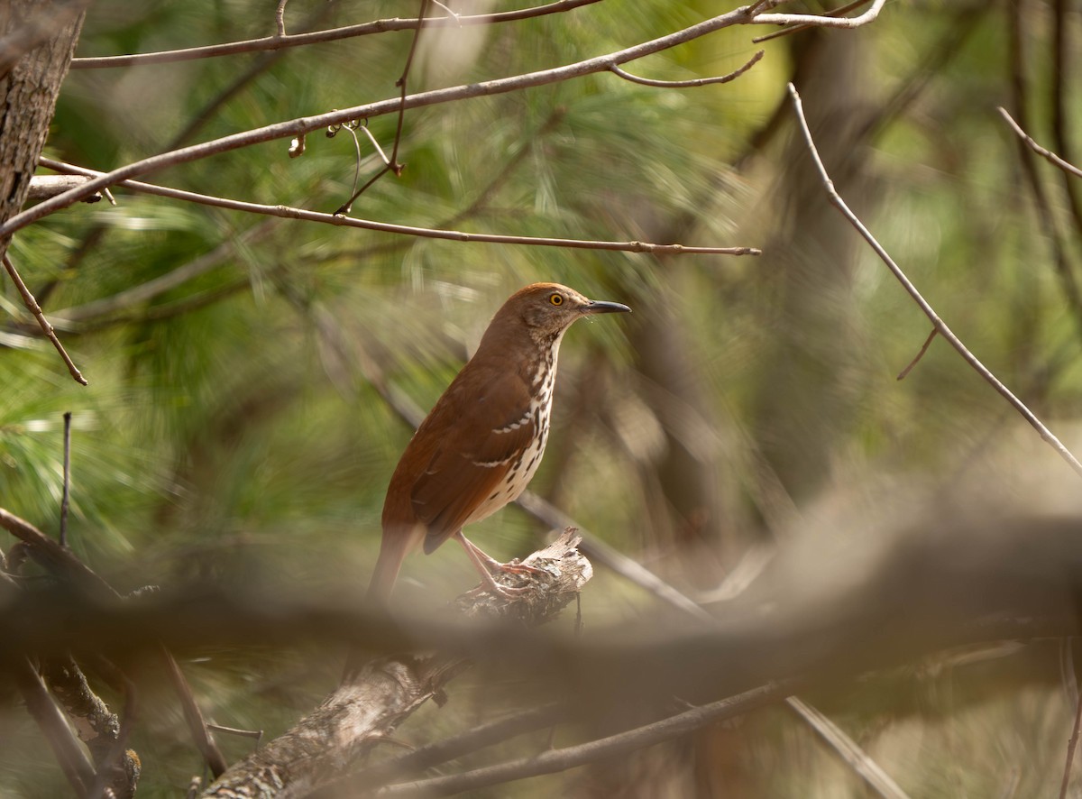 Brown Thrasher - ML635117164