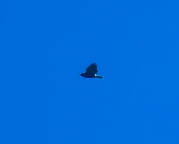 hawk sp. - ML635117278