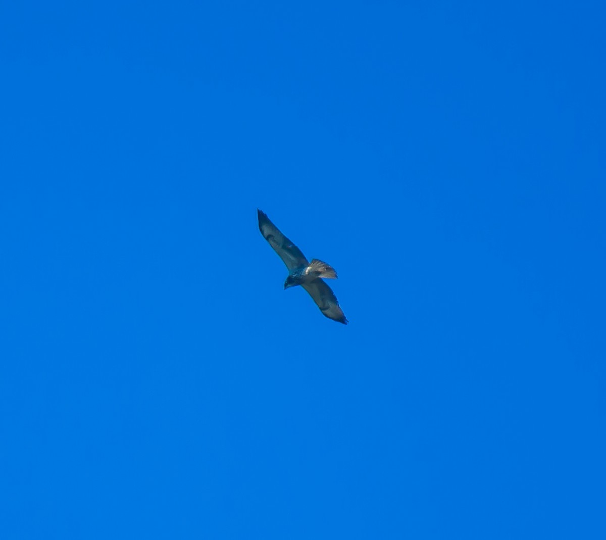 hawk sp. - ML635117279