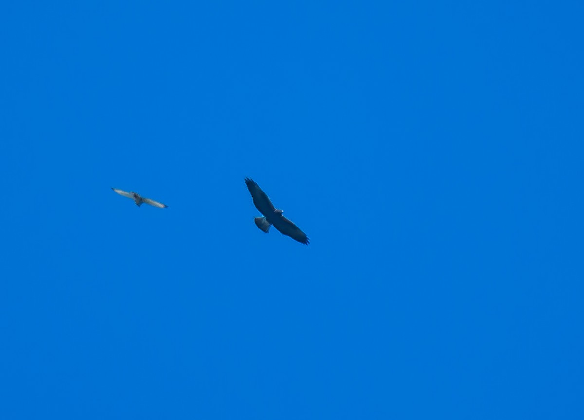 hawk sp. - ML635117280