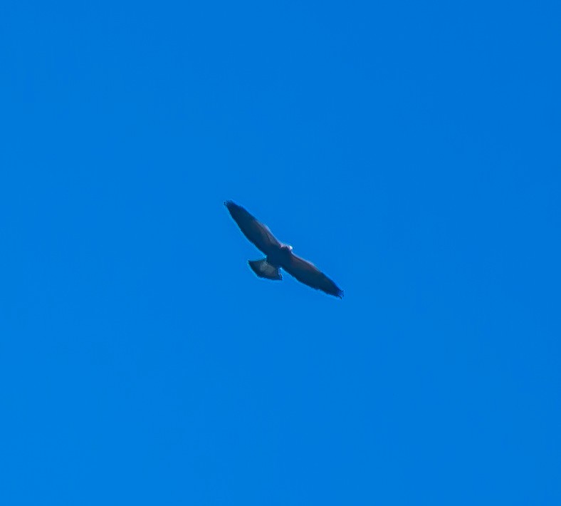 hawk sp. - ML635117281