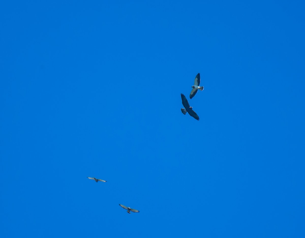 hawk sp. - ML635117282