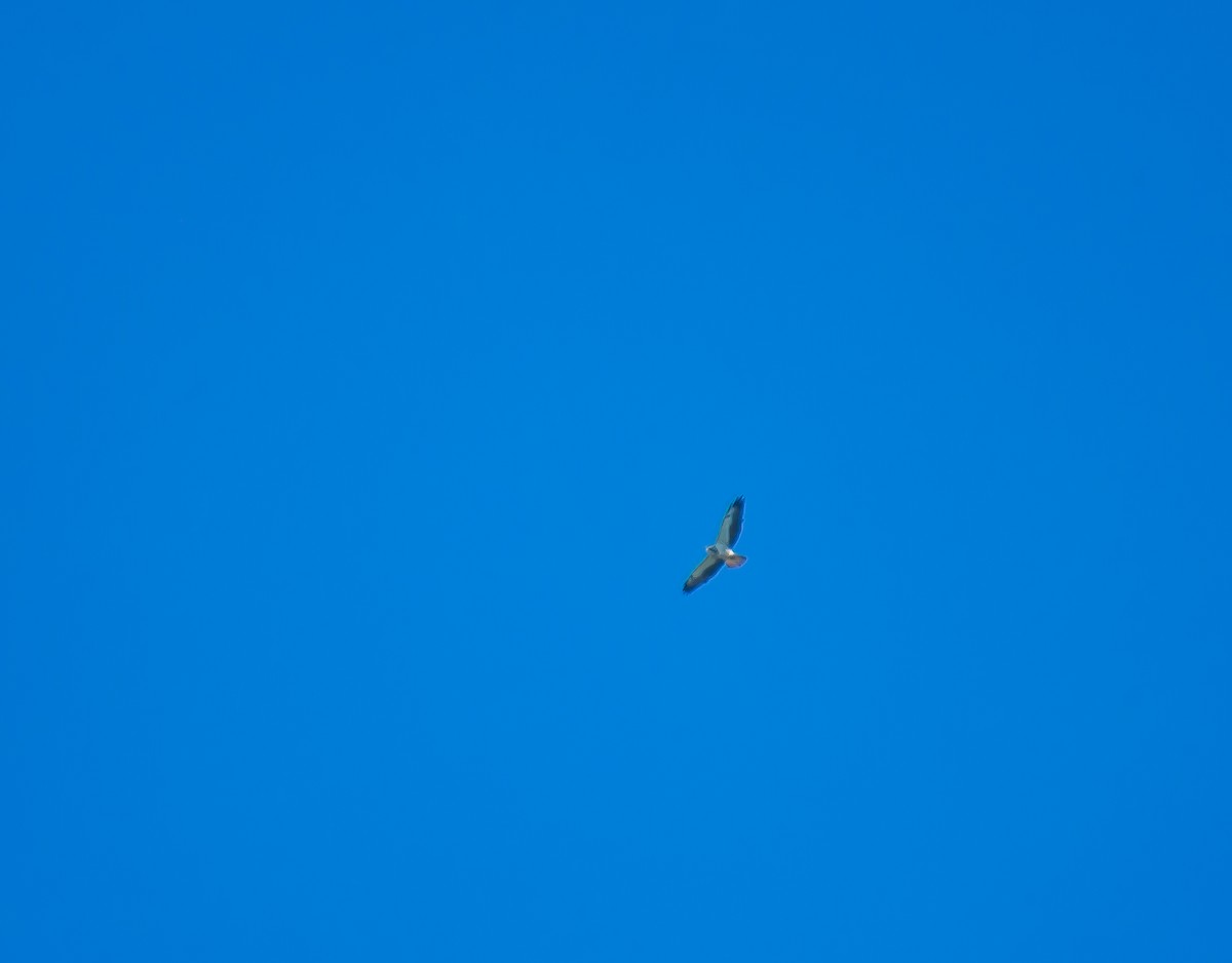 hawk sp. - ML635117283