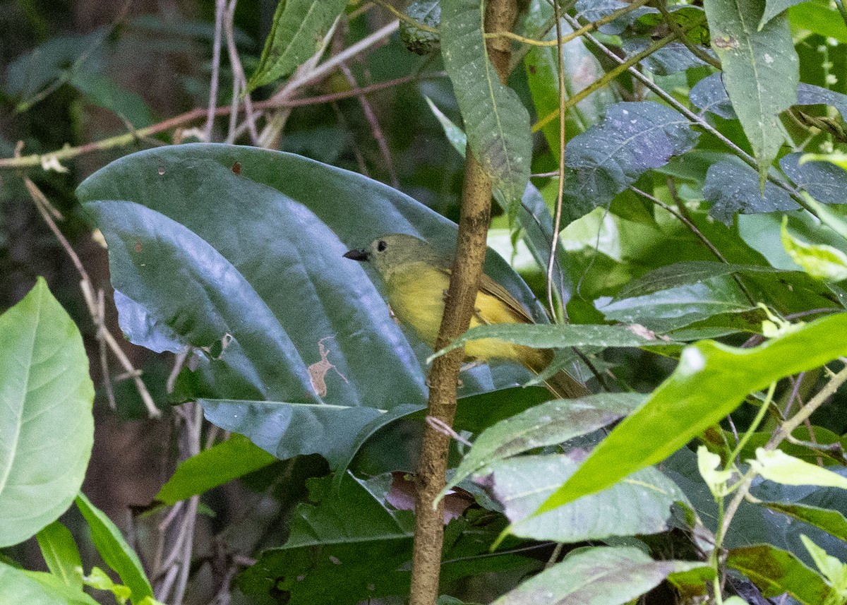 Blue Mountain Vireo - ML635117301