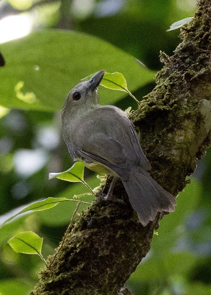 Blue Mountain Vireo - ML635117584
