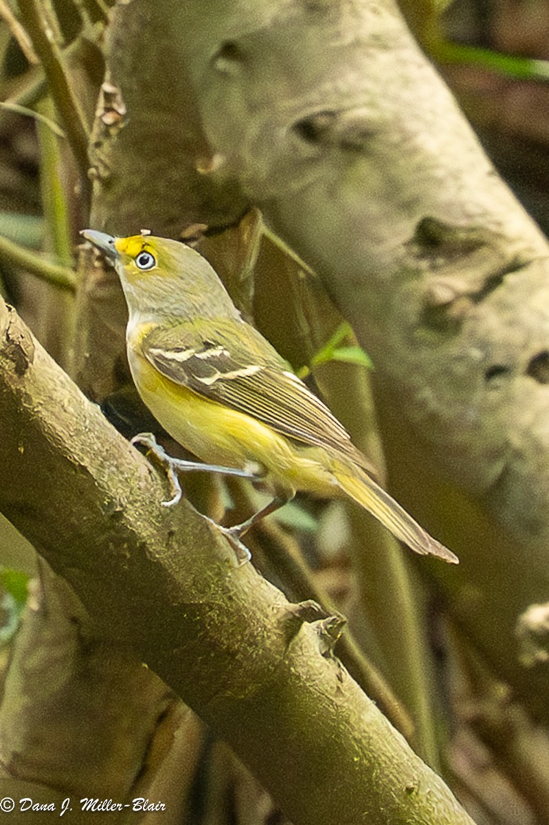 Viréo aux yeux blancs - ML635117750