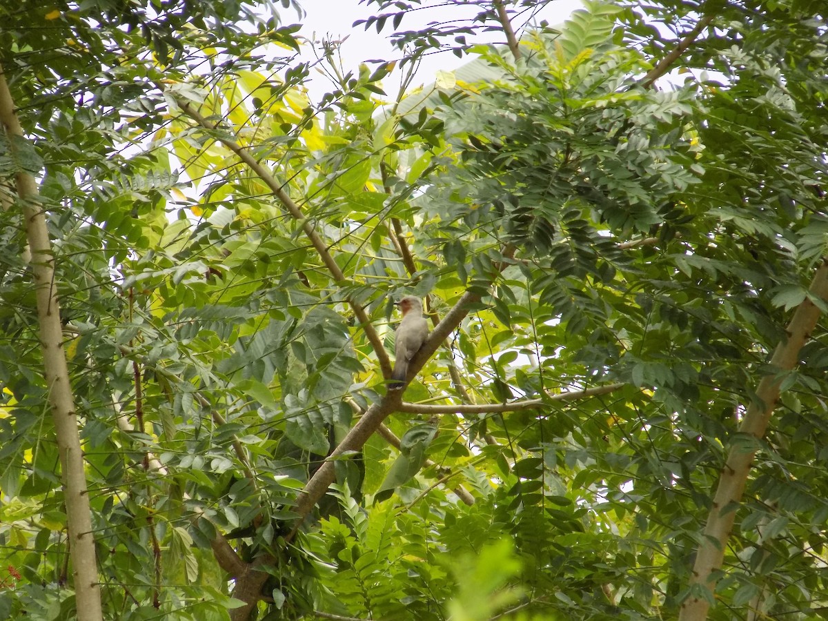 kukačka drobná - ML63511781