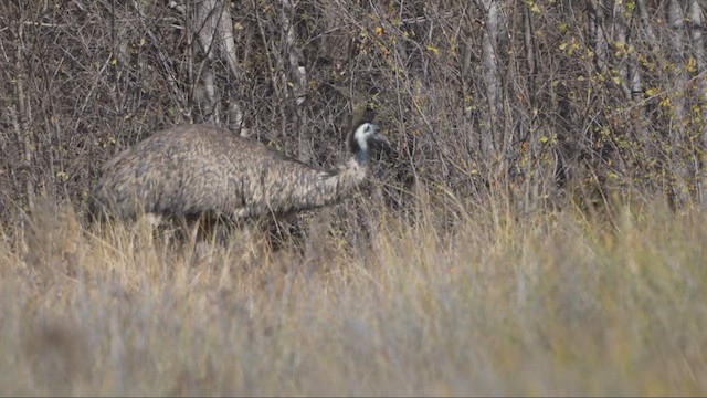 Emu - ML635117858